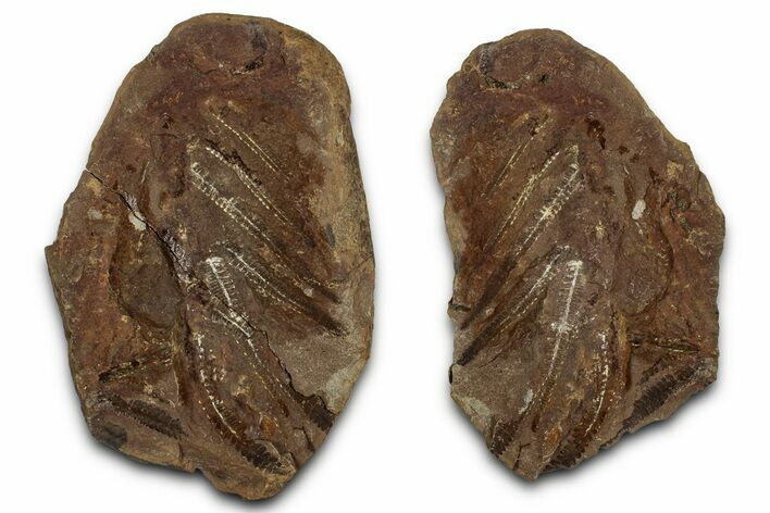 Fossil Fern (Pecopteris) Nodule Pos/Neg - Mazon Creek #331732